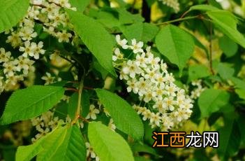 稠李 稠李子是什么