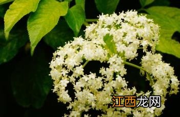 接骨木 接骨木的功效与作用