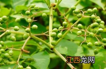 接骨木 接骨木的功效与作用