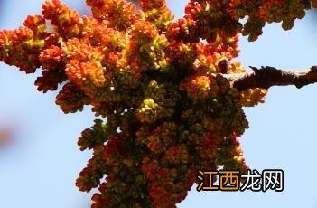 黄连木是否珍贵 黄连木