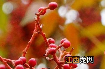 黄连木是否珍贵 黄连木