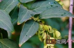 雪柳 雪柳干枝开过花就报废了吗