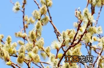 棉花柳 棉花柳怎么养