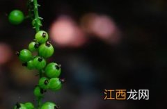 东北茶藨子 东北茶藨子图片