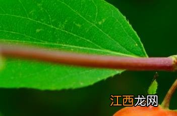 樱桃忍冬可以直接吃吗 樱桃忍冬