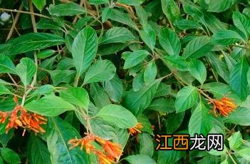 茉莉花怎么养才能更旺盛 希茉莉