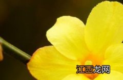 迎春花 迎春花图片