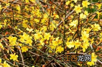 迎春花 迎春花图片