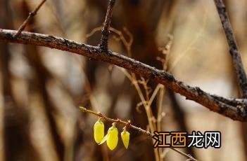 金钟花根的功效与作用 金钟花