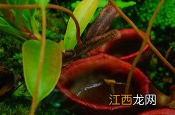 马桶猪笼草 马桶猪笼草图片