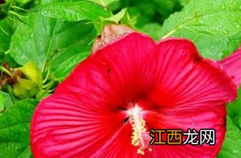 高砂芙蓉葵 芙蓉葵