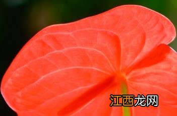 花烛 花烛怎么养