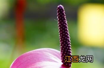 花烛 花烛怎么养