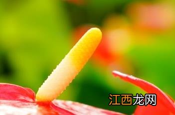 花烛 花烛怎么养