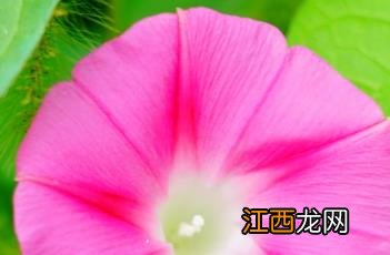 圆叶牵牛花 圆叶牵牛