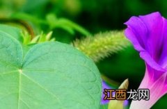 圆叶牵牛花 圆叶牵牛