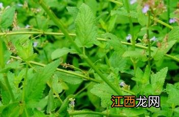 总花荆芥 荆芥的花序为