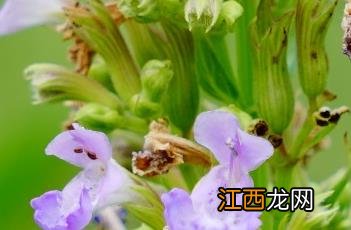 总花荆芥 荆芥的花序为