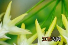 蜂出巢球兰 蜂出巢