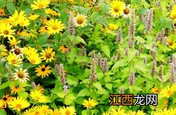 芭蕾明星赛菊芋