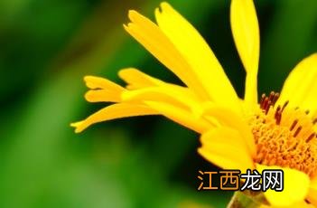 芭蕾明星赛菊芋