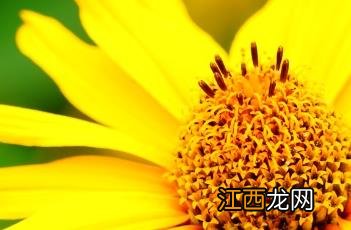 芭蕾明星赛菊芋