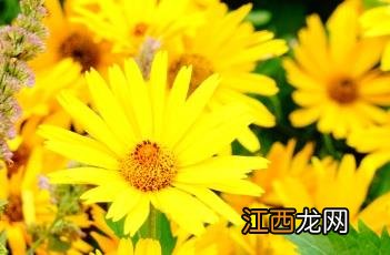 芭蕾明星赛菊芋