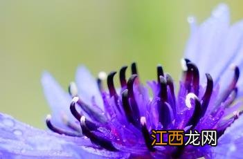 蓝花矢车菊有毒吗 蓝花矢车菊