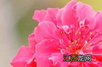 红叶碧桃价格表明细 红花碧桃