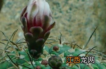 光琳玉仙人球开花 光琳玉