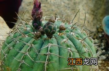 光琳玉仙人球开花 光琳玉