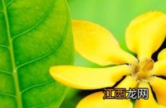 白色栀子花 长筒栀子花