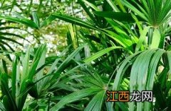 大叶棕竹和棕竹的区别 大叶棕竹