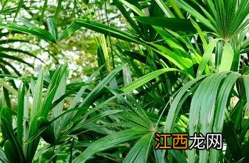 大叶棕竹和棕竹的区别 大叶棕竹