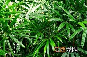 大叶棕竹和棕竹的区别 大叶棕竹