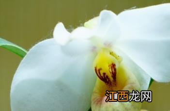 白花兜兰的自述 白花兜兰