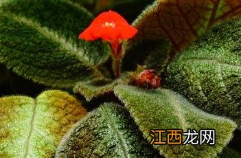 最耐阴的十大漂亮植物 喜荫花