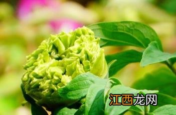 绿野仙踪 绿野仙踪林网站欢迎您