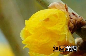 黄蜡坨 黄蜡坨腊梅香味怎么样