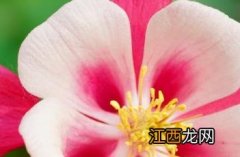 折纸菜问的大全 折纸耧斗菜