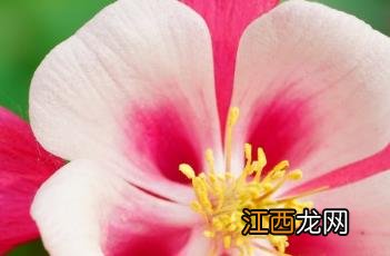 折纸菜问的大全 折纸耧斗菜