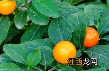 珊瑚豆 珊瑚豆的养殖方法和注意事项