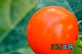 珊瑚豆 珊瑚豆的养殖方法和注意事项