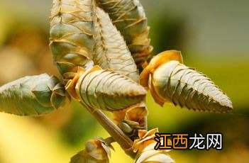 千岁兰的资料 千岁兰