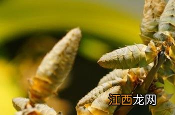 千岁兰的资料 千岁兰