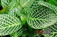 白网纹草的养殖方法和注意事项 白网纹草