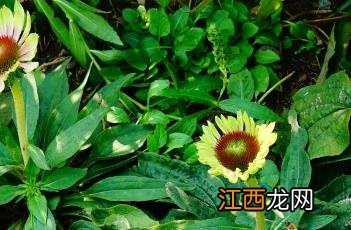 松尾绿菊花 绿旋风松果菊