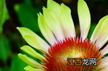 松尾绿菊花 绿旋风松果菊