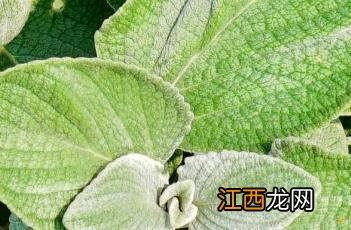 银冠香茶菜