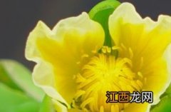 黄花蔺图片 黄花蔺